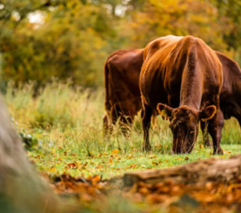 <p>By partnering with us, you can:</p>