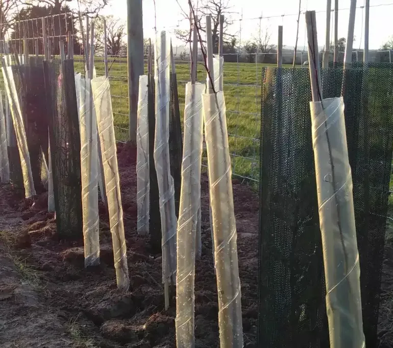 <p>We plant trees — lots of them — with a focus on the right species in the right places.</p>