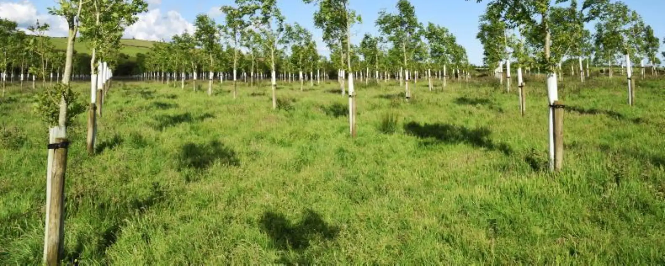 Natural Capital Solutions